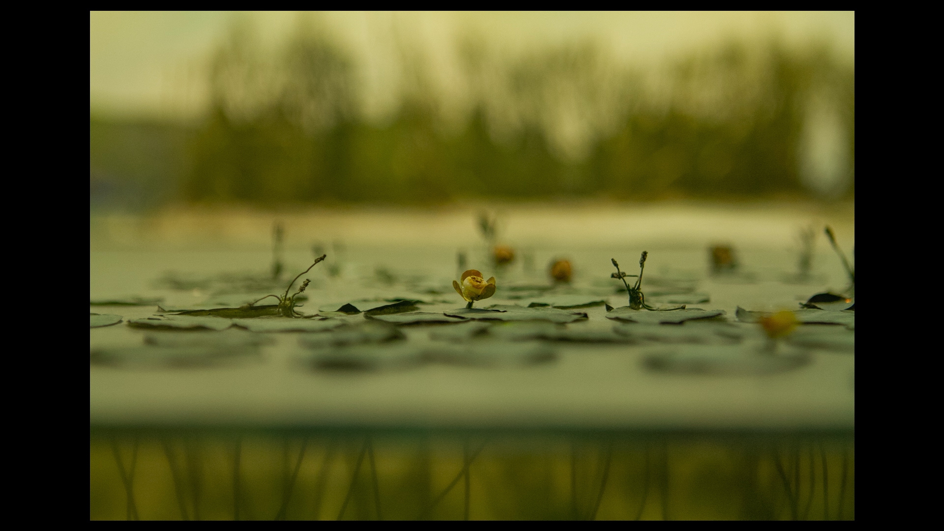 Diorama_H264_ACC_20-24mb.mp4.00_01_54_21.Still005