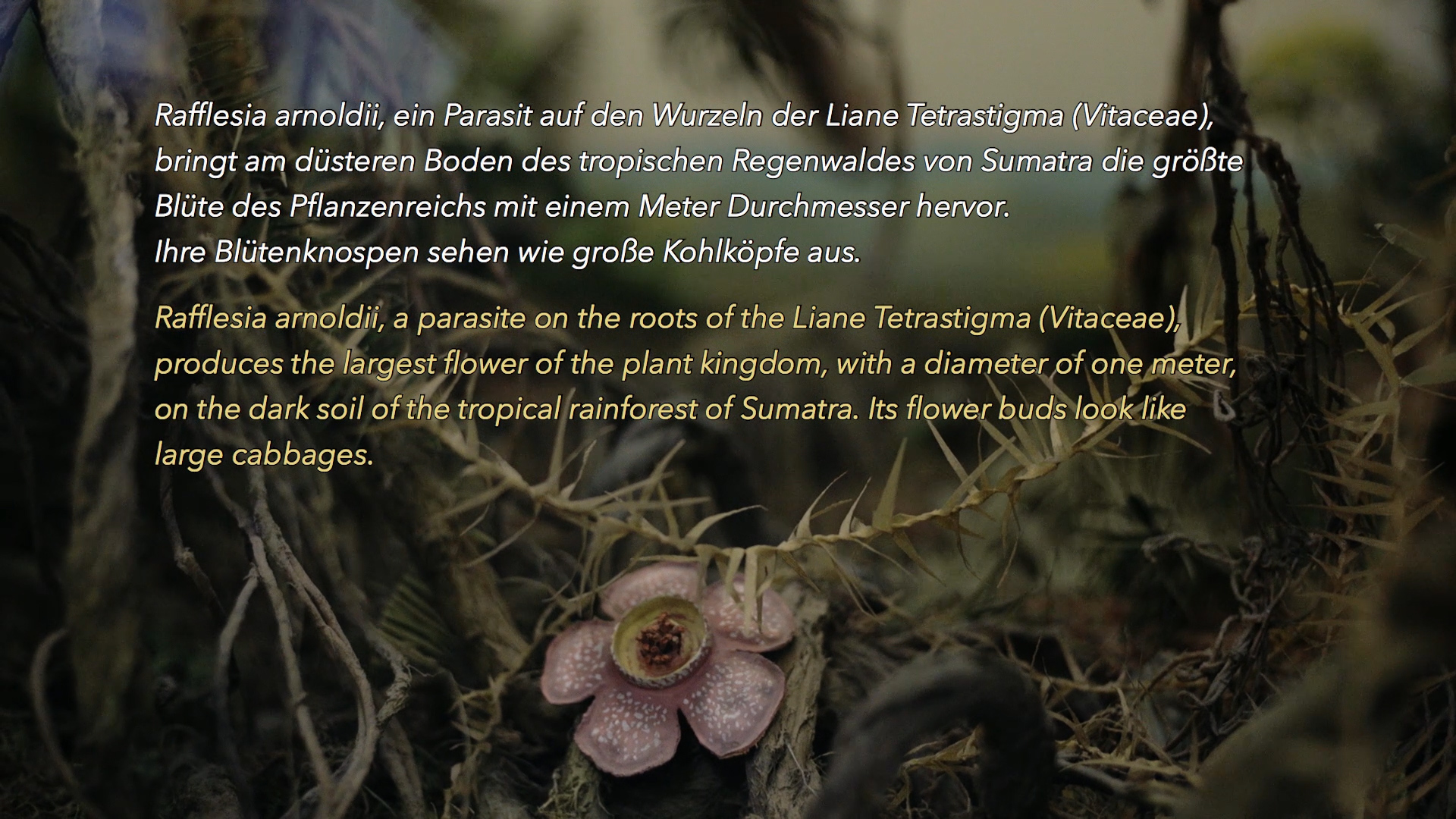 Diorama_H264_ACC_20-24mb.mp4.00_11_27_24.Still025