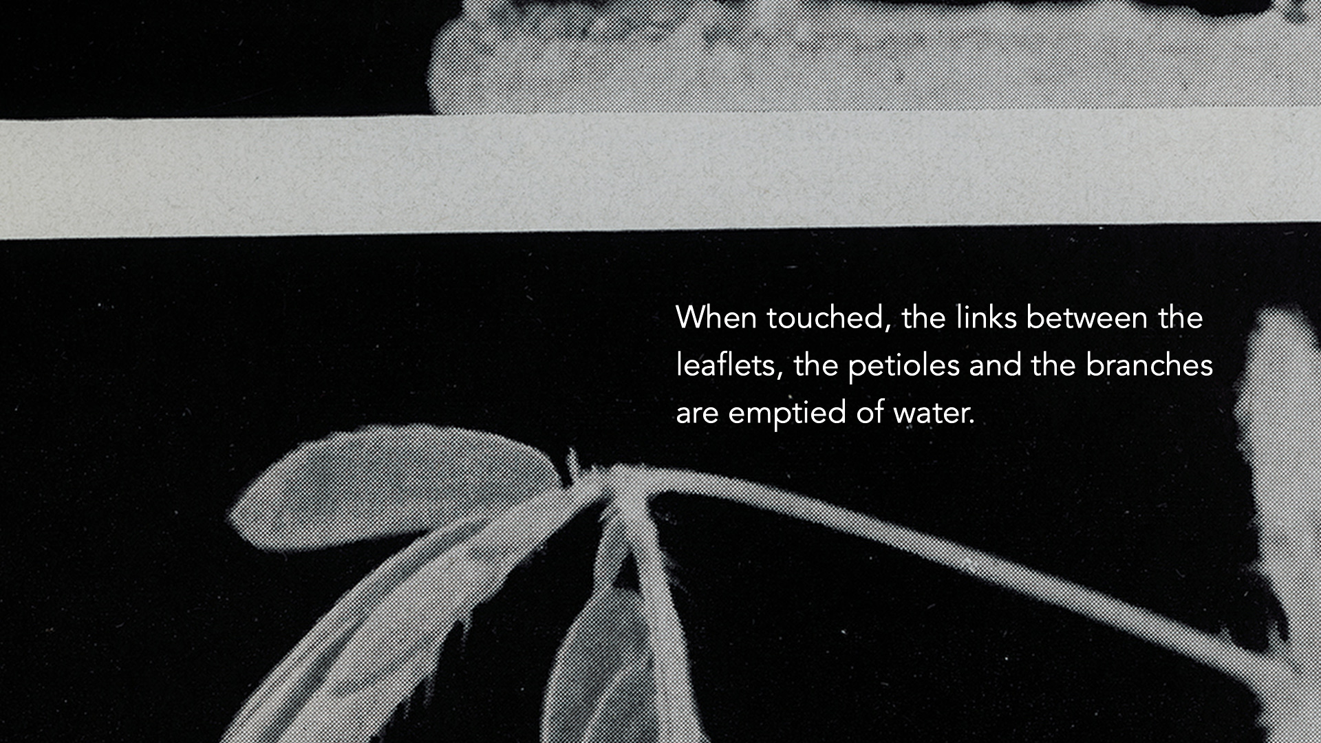 Gitte Villesen_It grew fur again.Still090