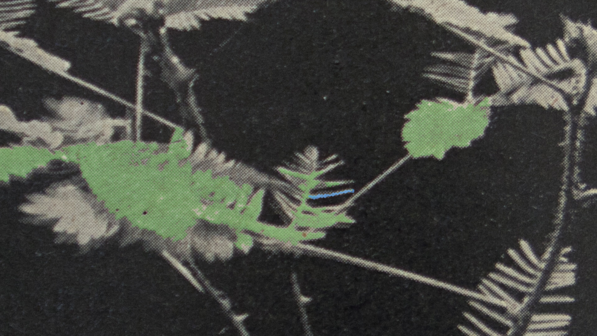 Gitte Villesen_It grew fur again.Still089